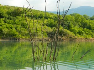 Krapu takšne veje nudijo varnost in zavetje